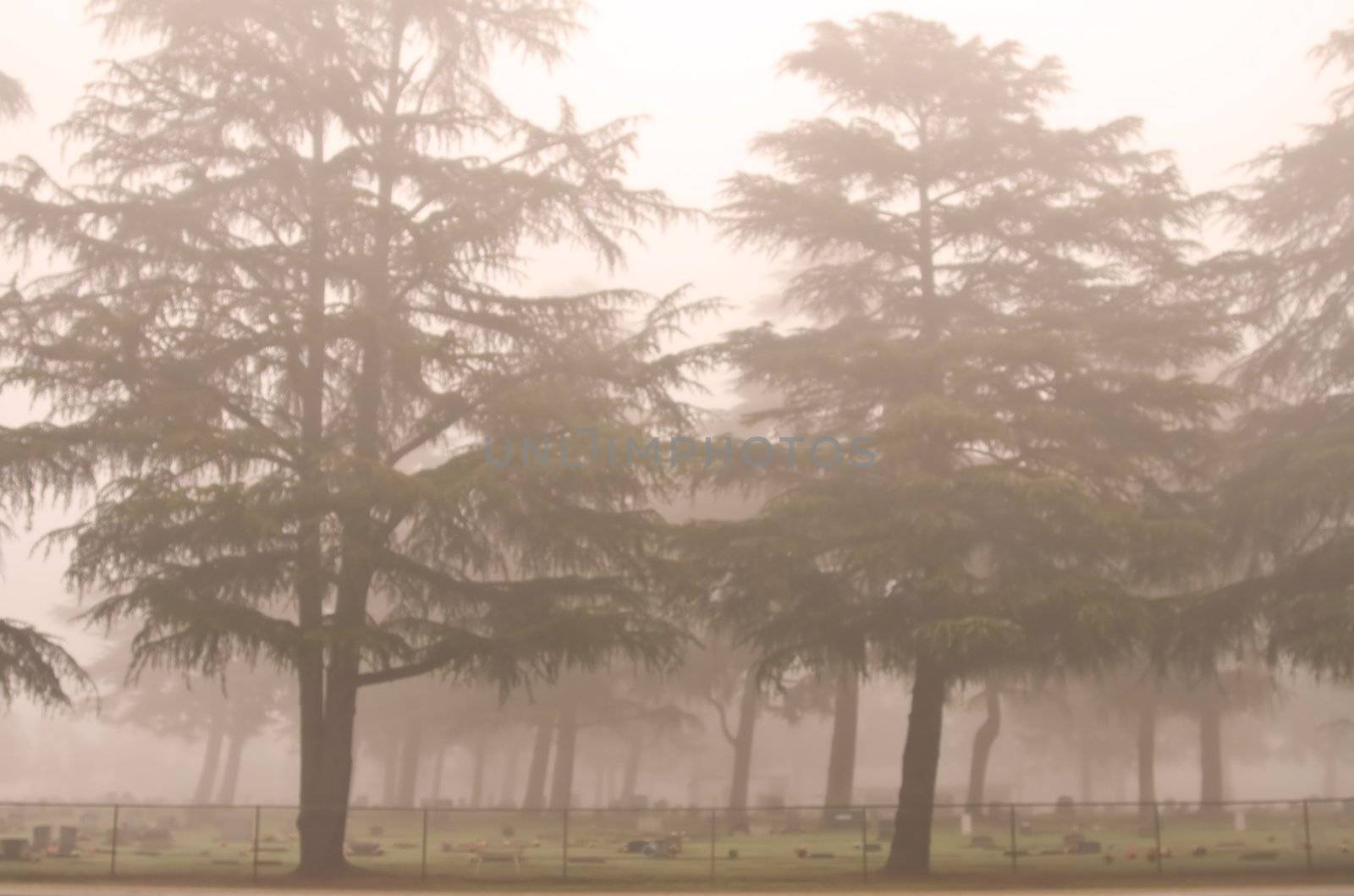 Row of trees in the fog by timscottrom