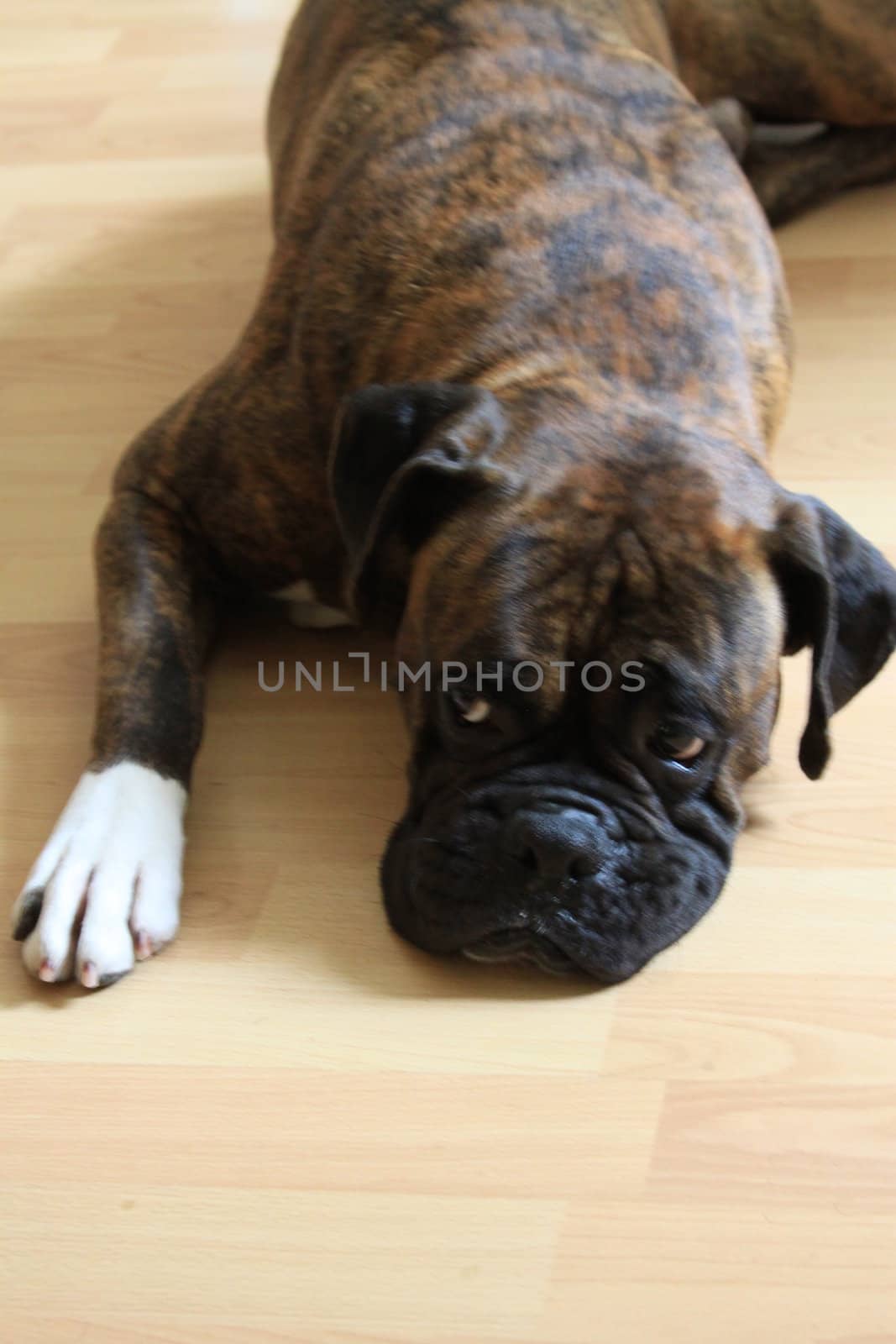 Close up of a boxer dog.