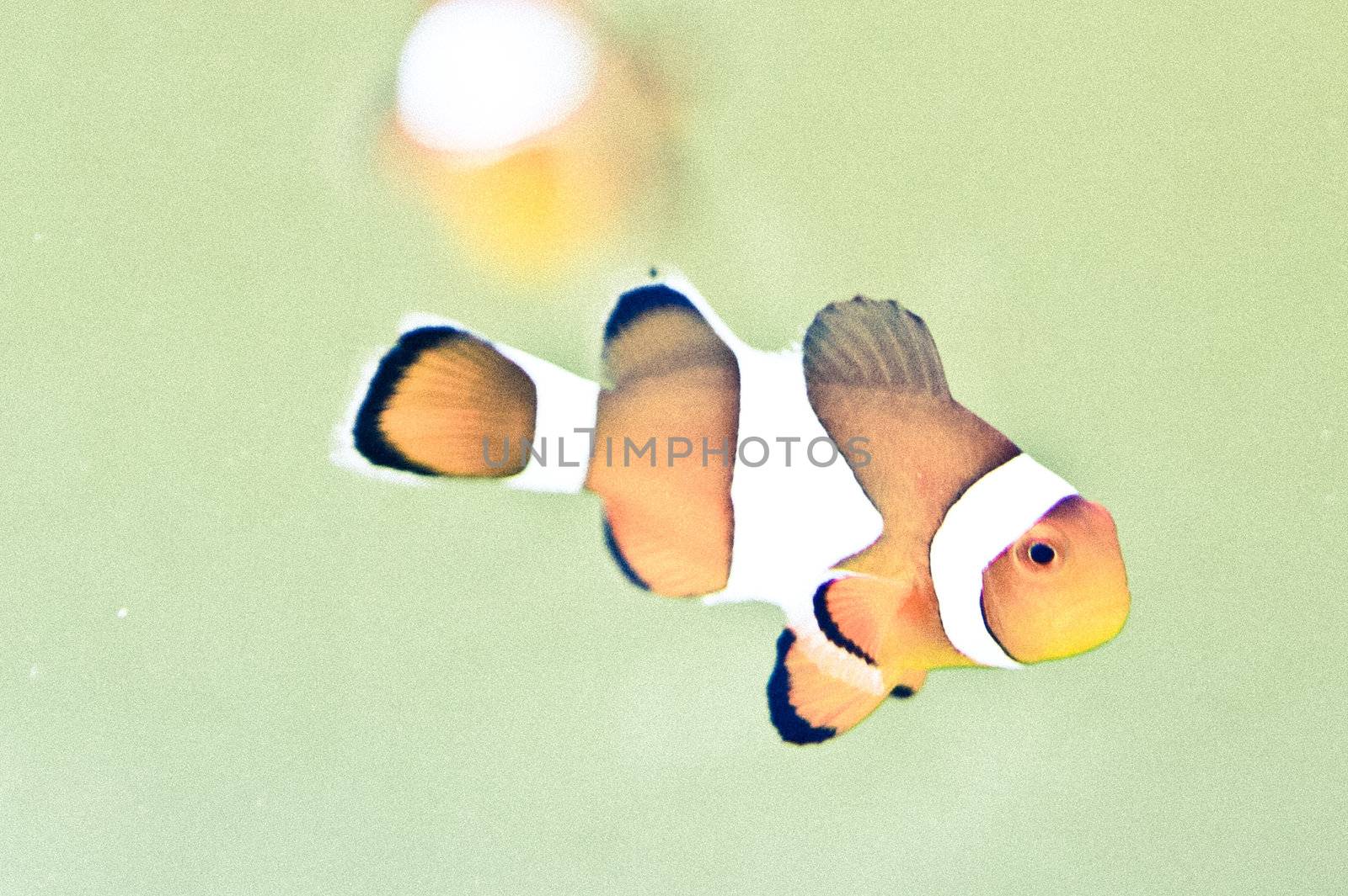 clownfish - exotic tropical saltwater fish