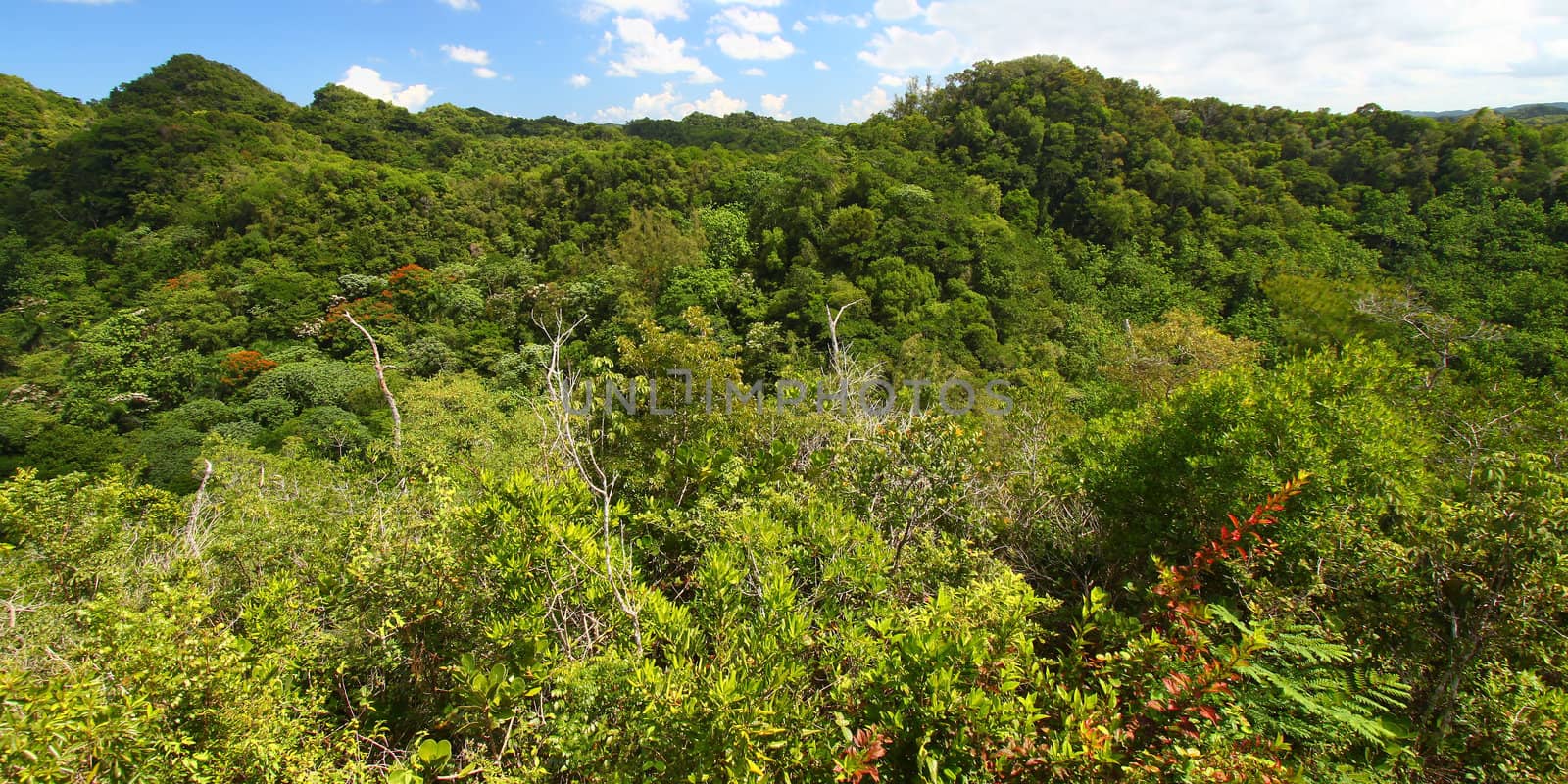 Dense vegetation of Guajataca Forest Reserve in Puerto Rico.