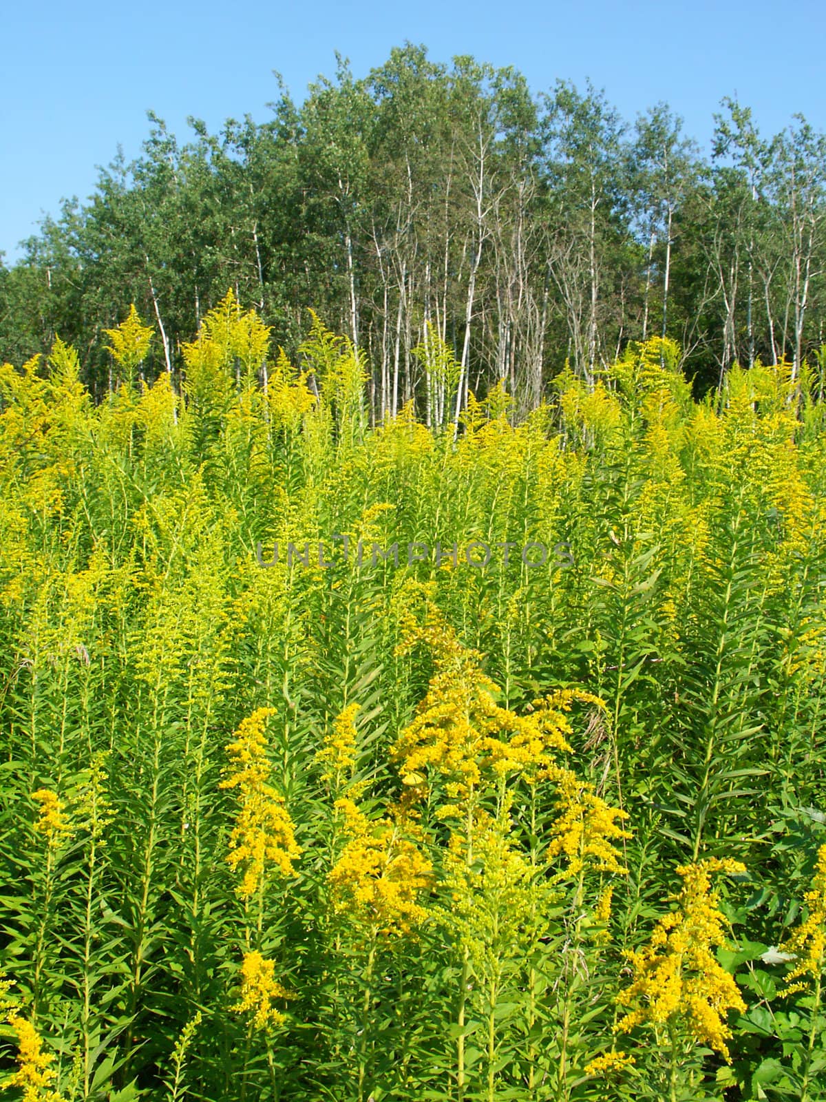 Field of blooming Goldenrod at Colored Sands Forest Preserve in northern Illinois.