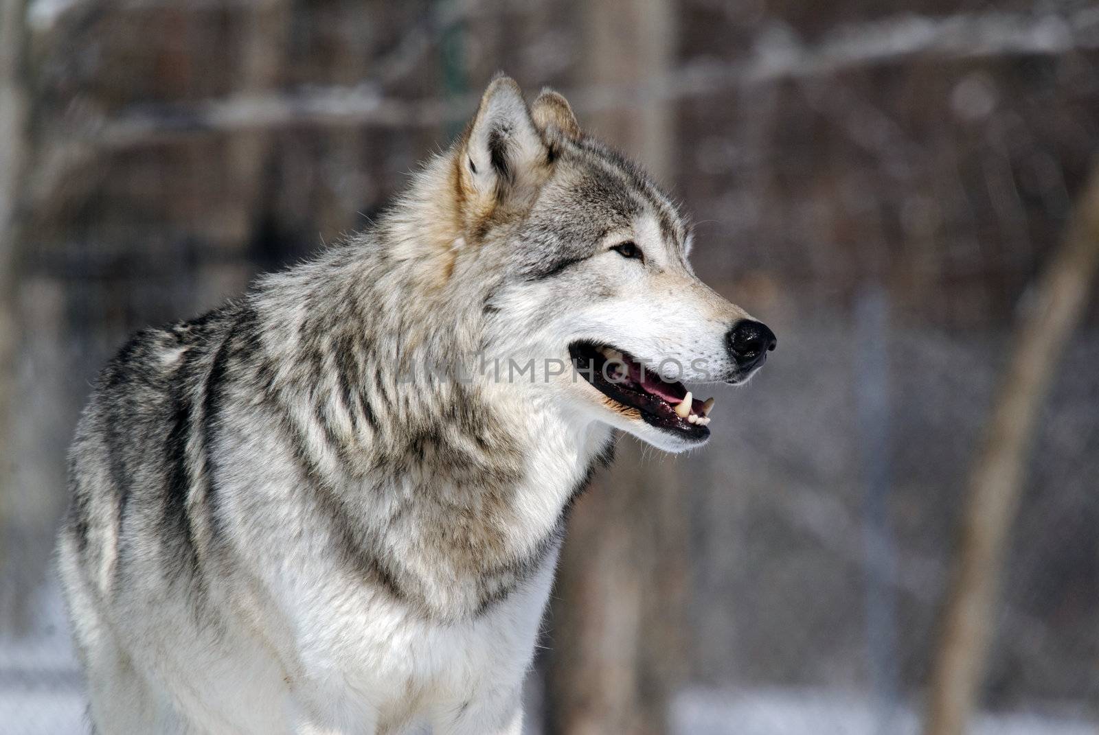 Close-up portrait of a gray wolf in Winter