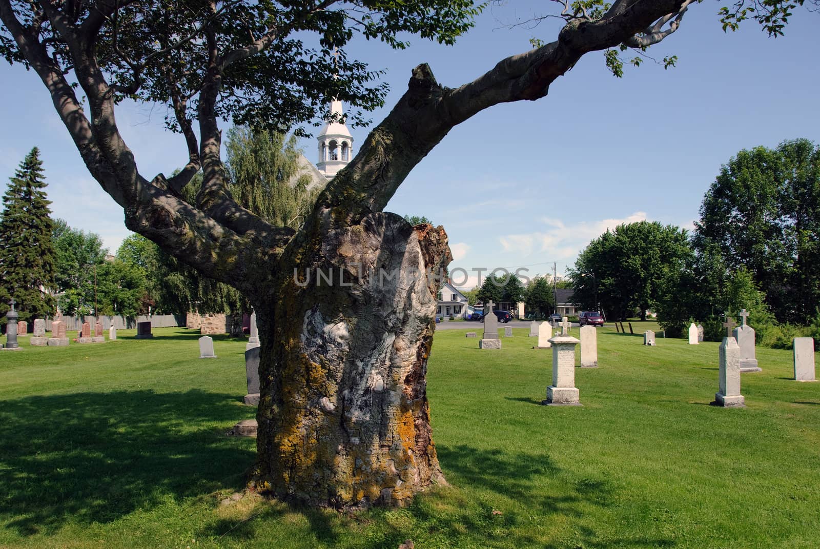 A very old tree in the middle of a cemetery
