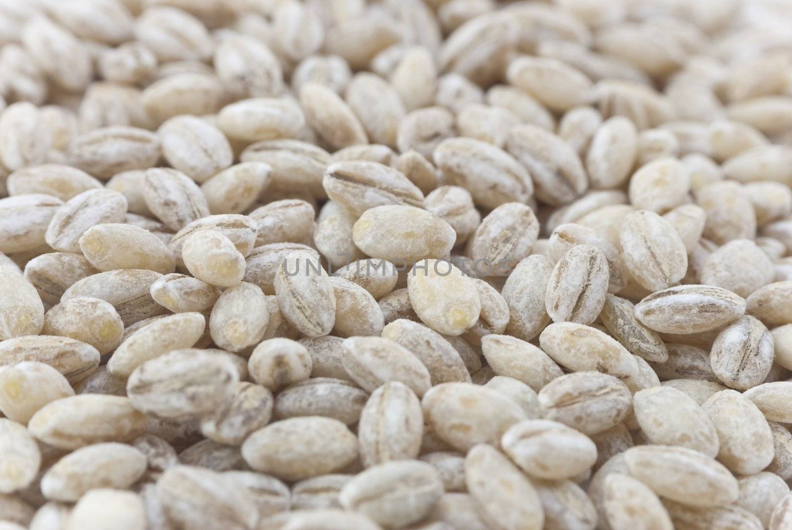 Close-up (macro) of barley grains filling whole frame.