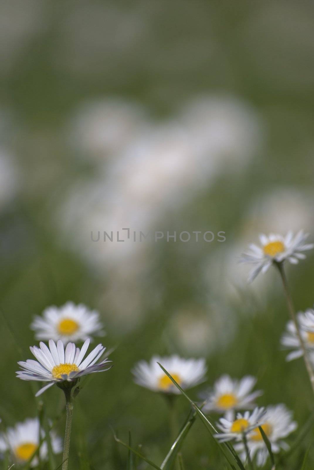 Daisies in Meadow - Vertical Orientation by frannyanne