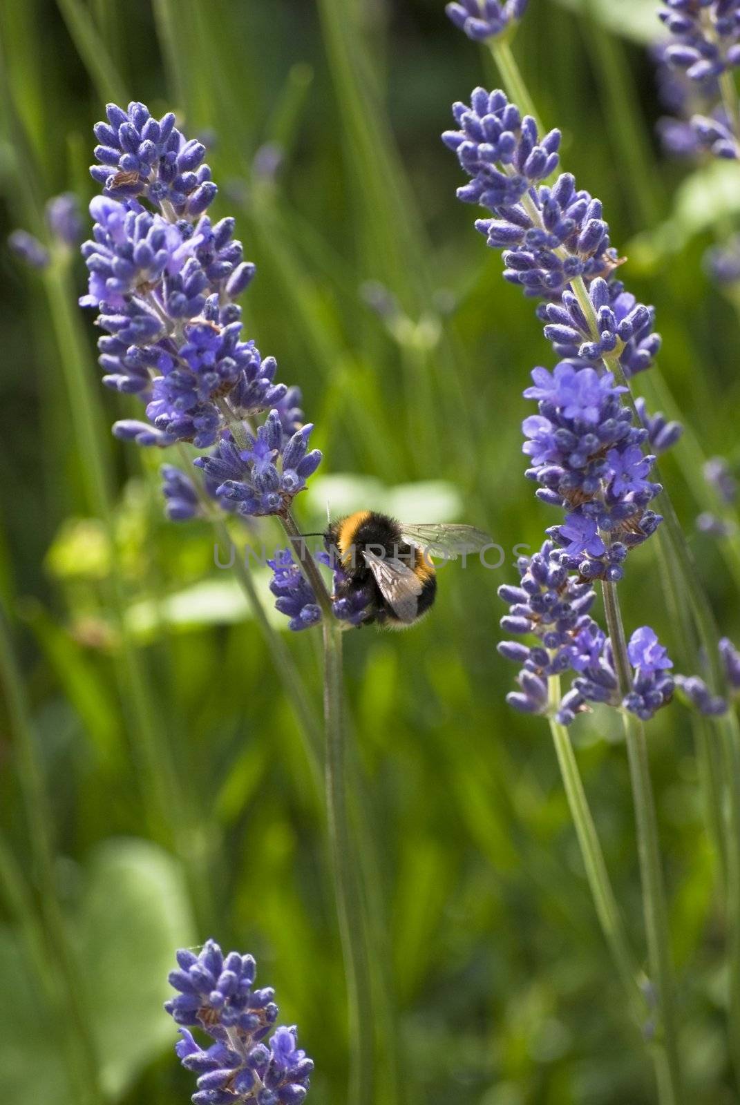 Vertical outdoor shot of bee gathering pollen from lavender.  Greenery and grass in soft focus in the background.  Shallow depth of field.