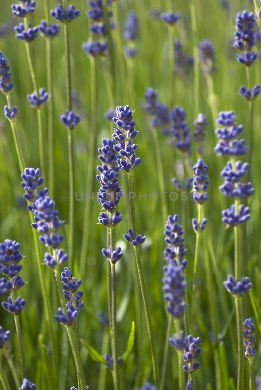 Lavender among Grass by frannyanne