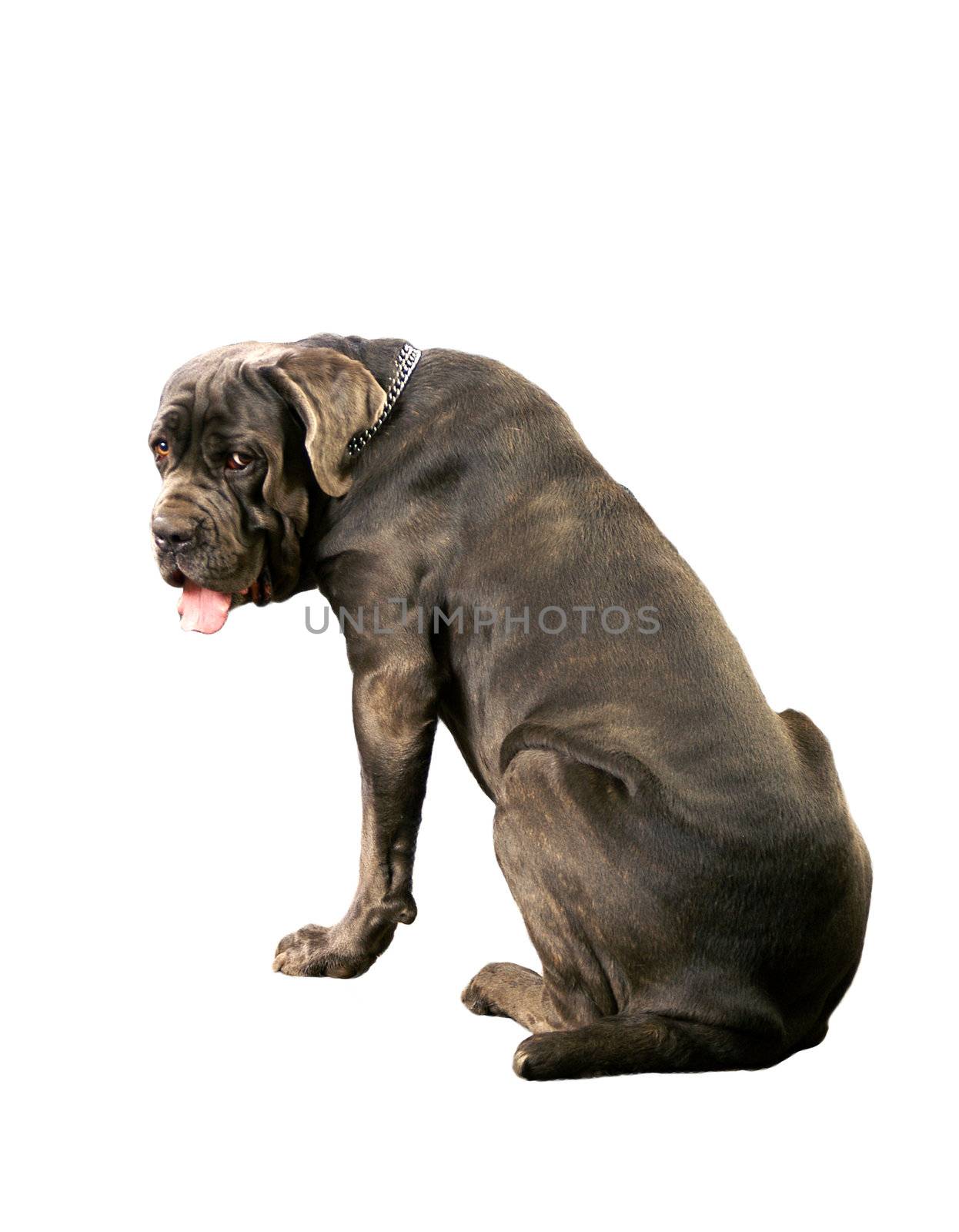 Big dog isolated on a white background