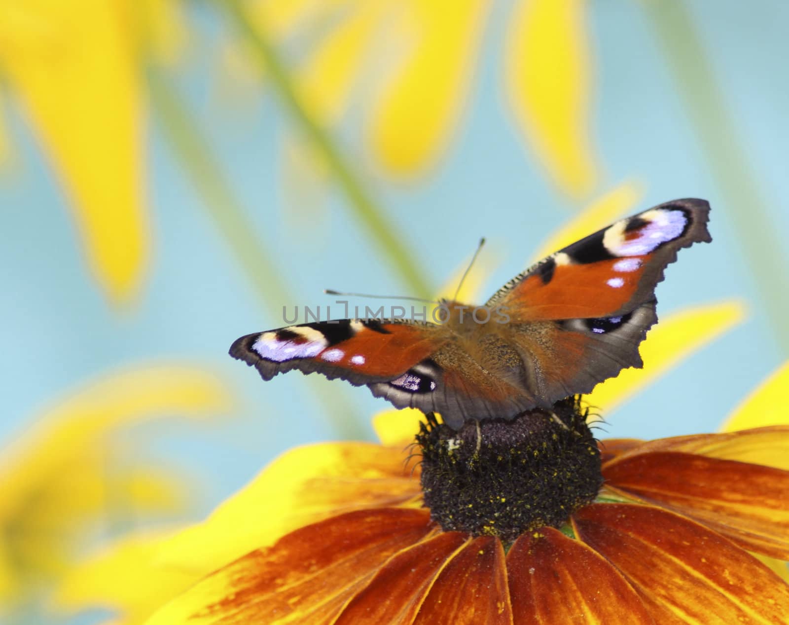 butterfly emperor moth on yellow flower