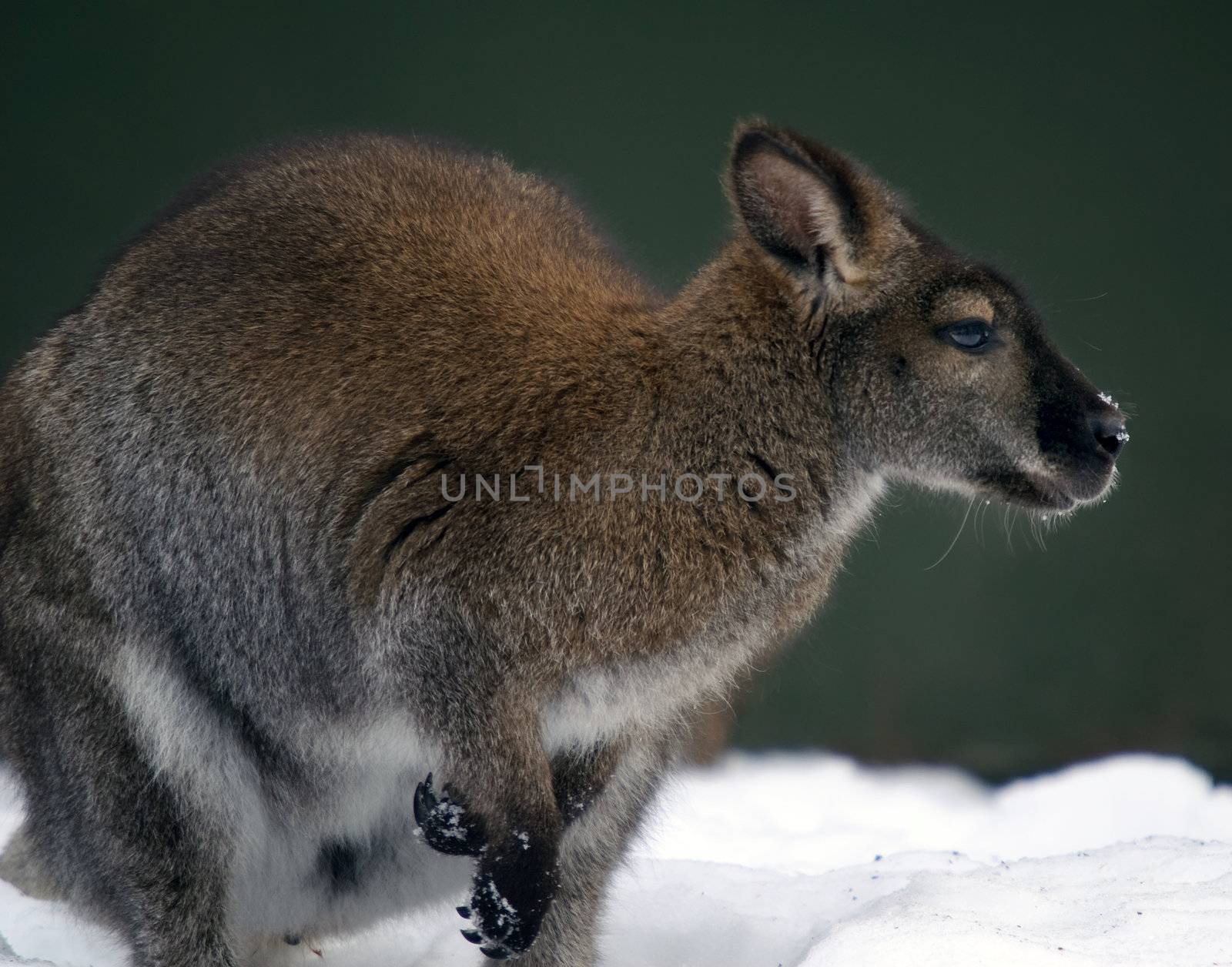 Picture of a Kangaroo in a snowy environment