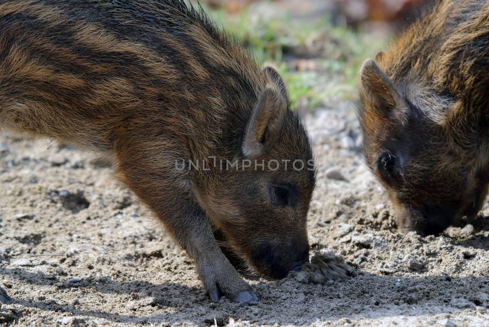 Close-up picture of two baby wild boar eating