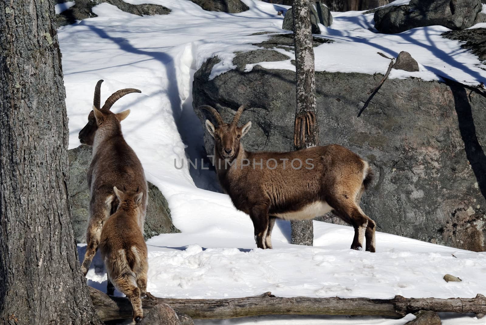 Alpine Ibex by nialat