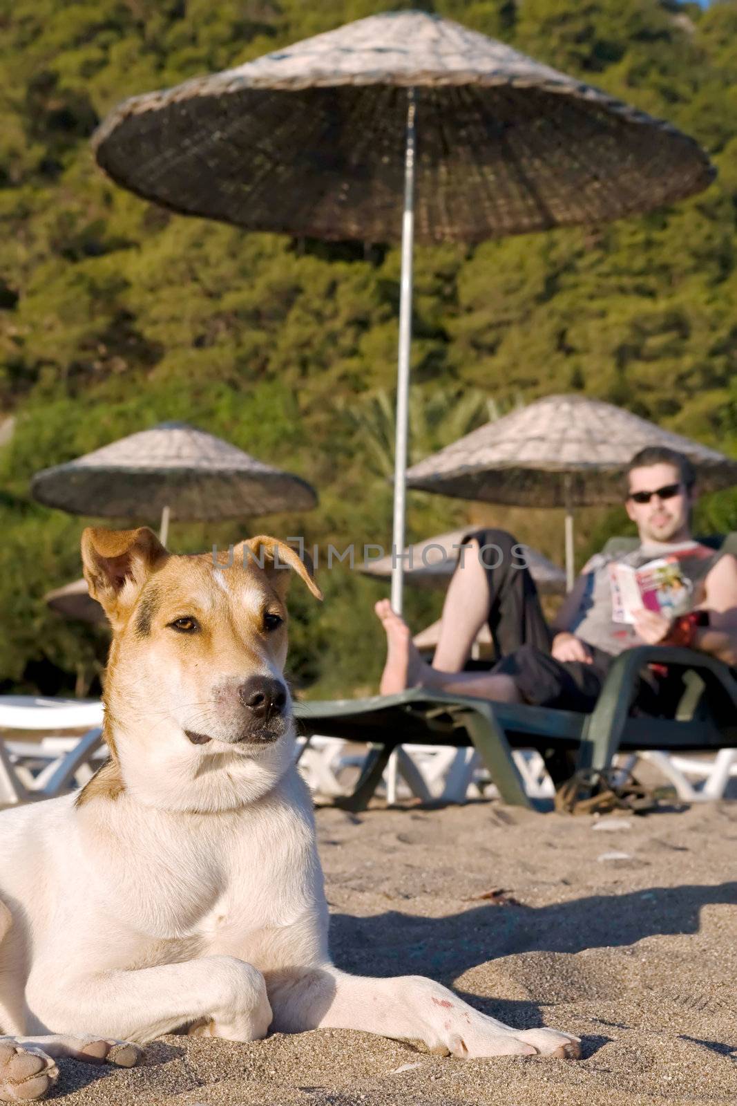 Young dog sitting on the sand in front of a young male reading a book