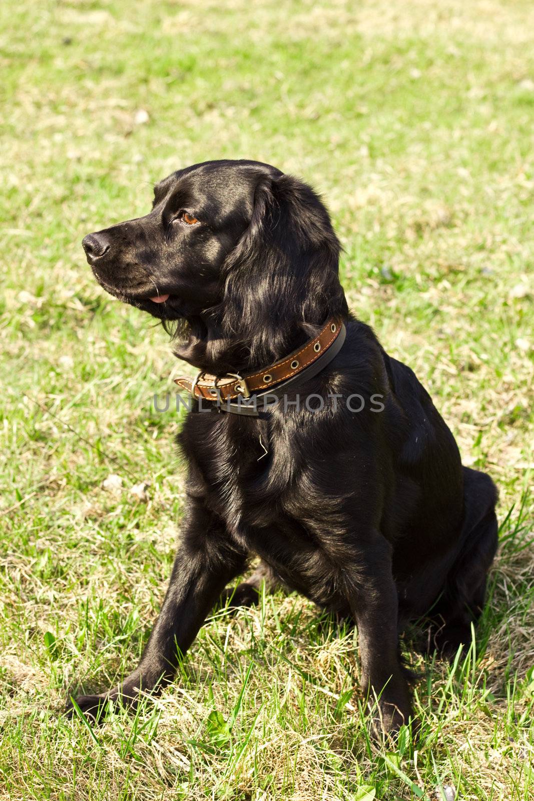 Portret of purebred cocker spaniel on green grass