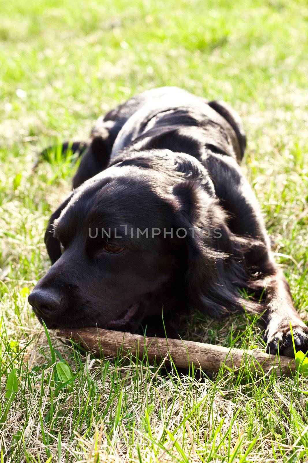 Portret of purebred cocker spaniel lying on green grass