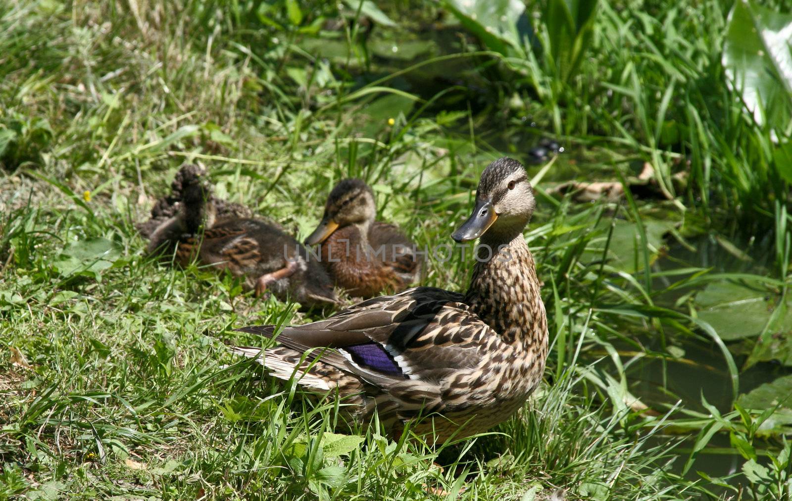 Mallard duck Anas Platyrhynchos with ducklings near a pond