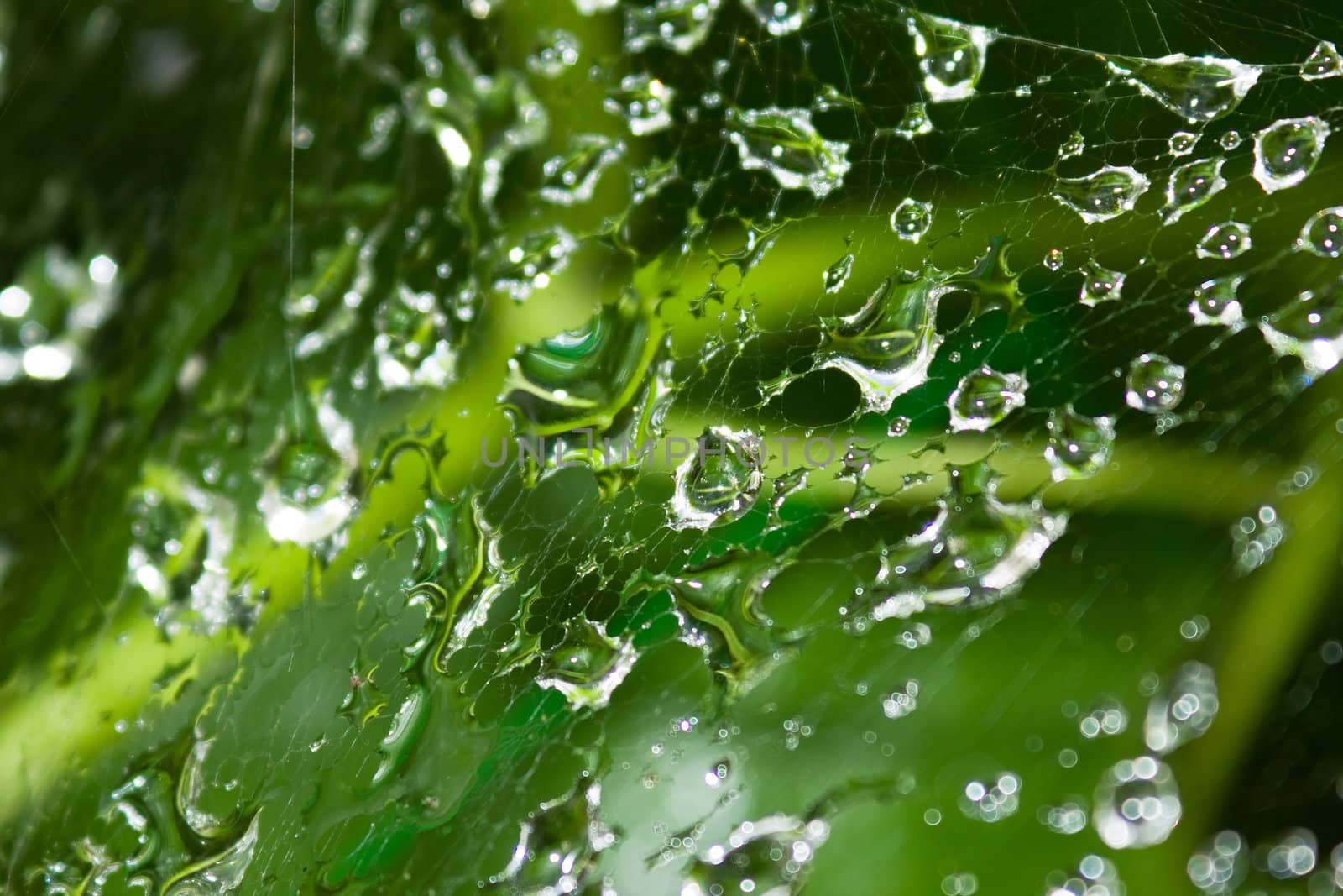 Dew drops on a web by Bedolaga