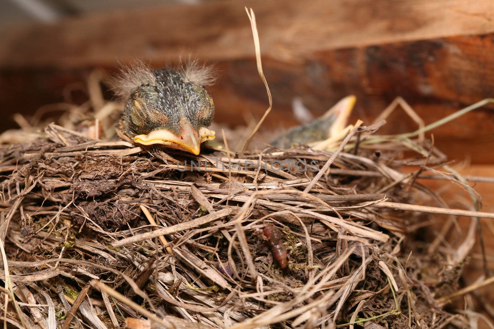 Baby bird resting in nest, hanging beak over edge