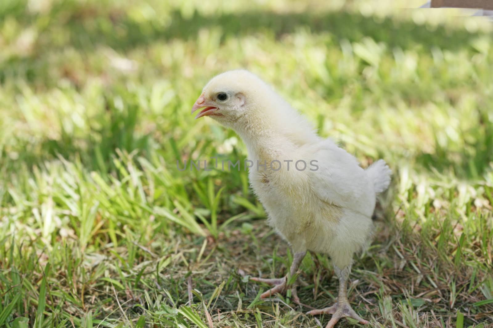 Baby chick standing in grass
