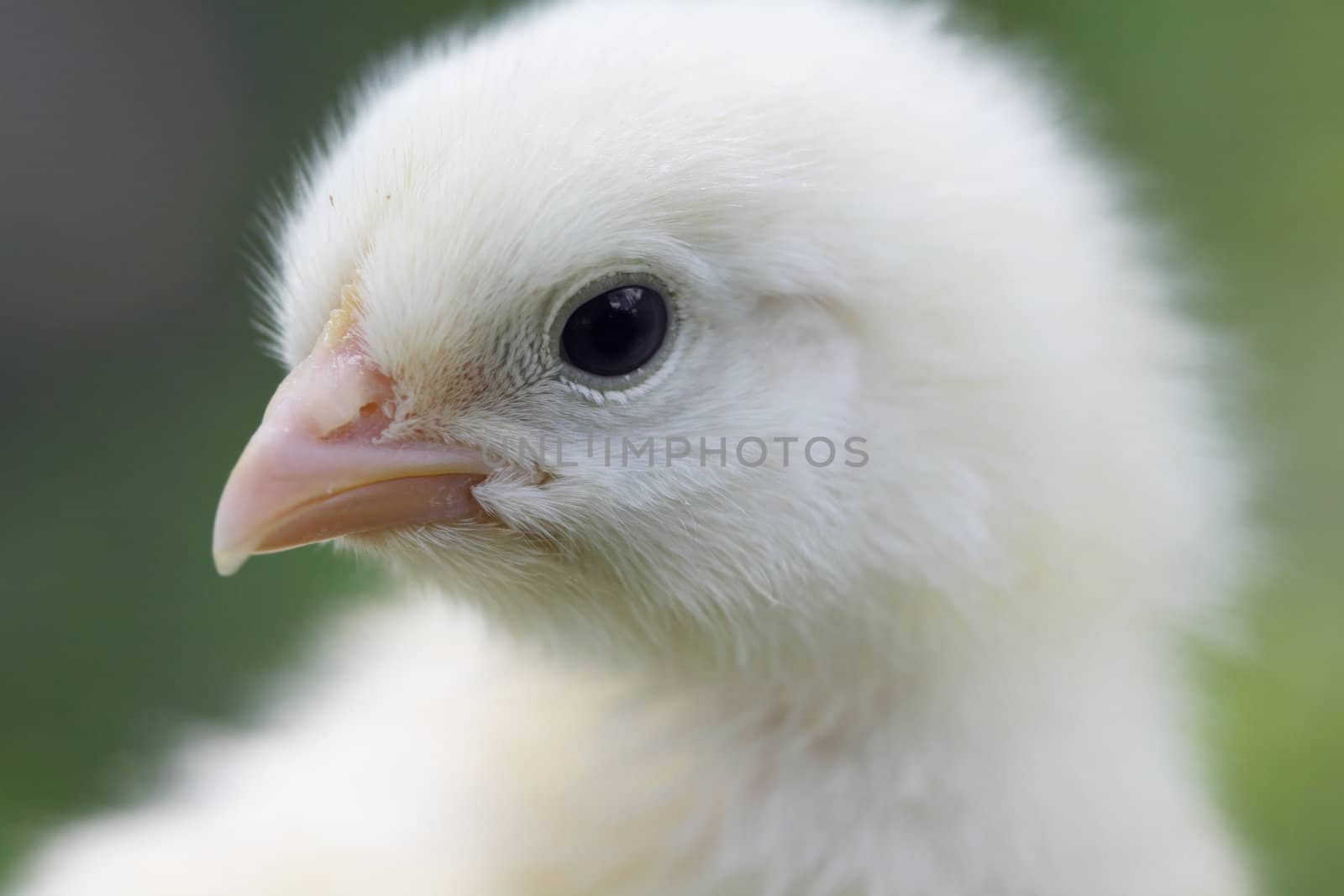 Close up view of yellow baby chick