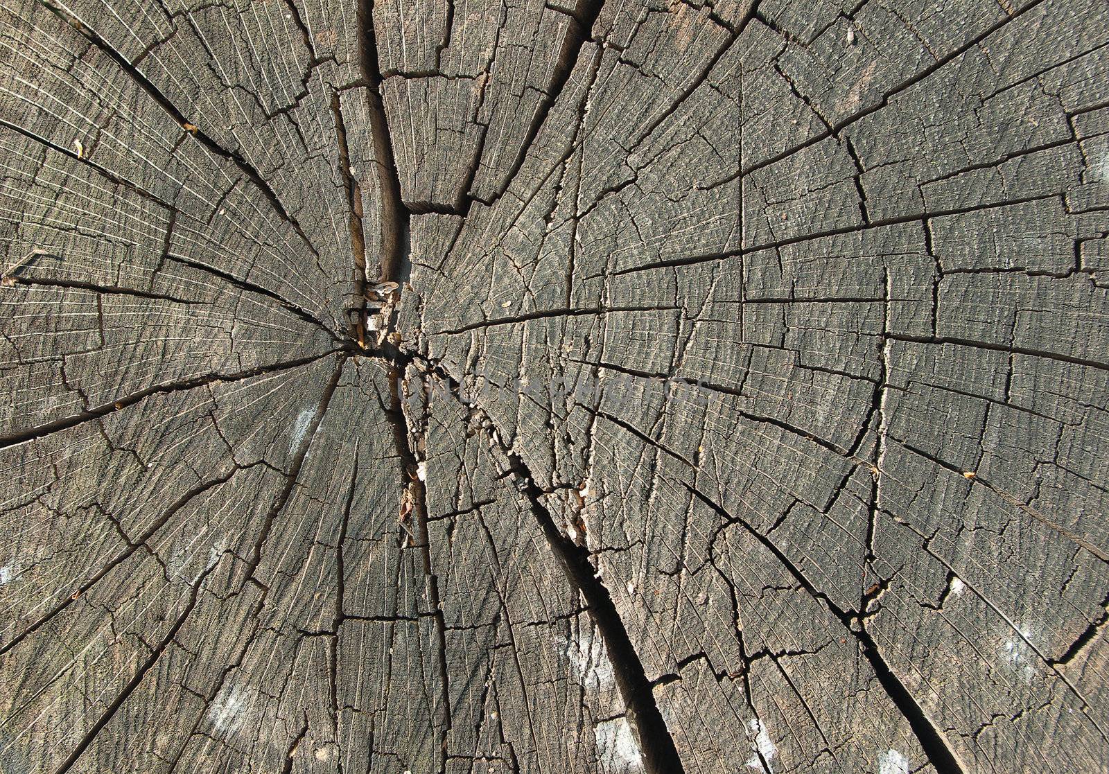 cracked old wood stump by antkevyv