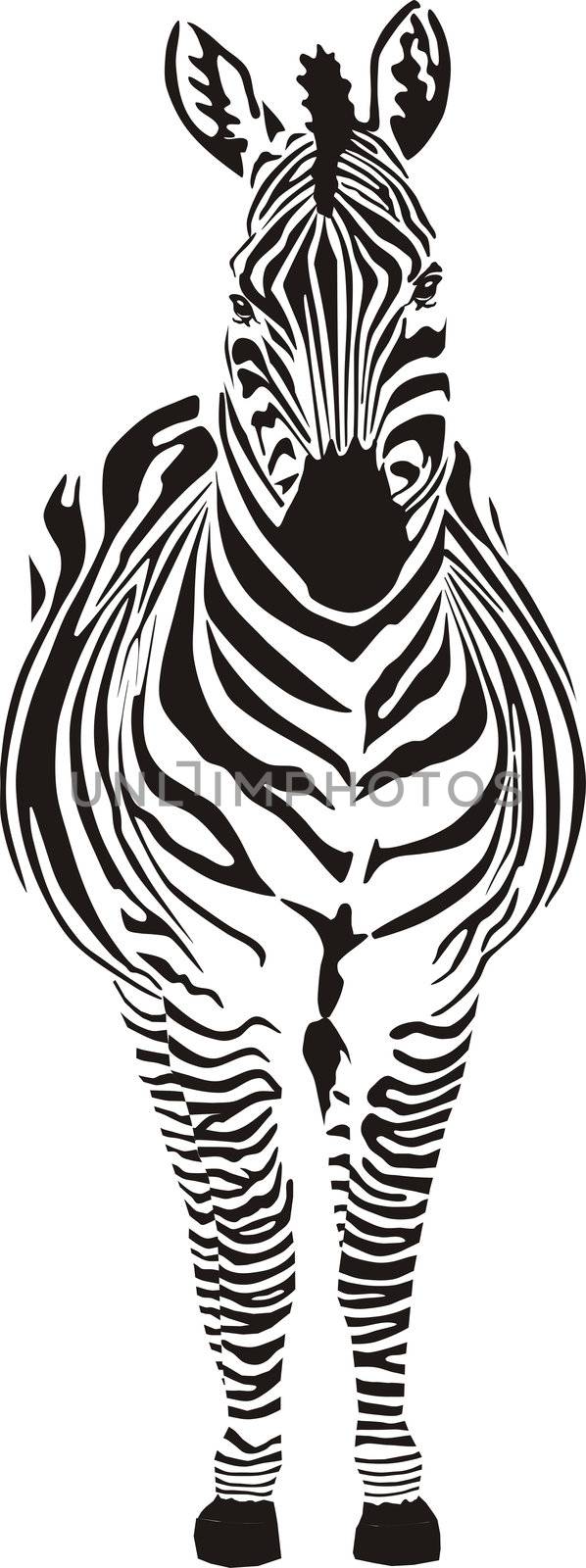Zebra - vector illustration front view, black and zero