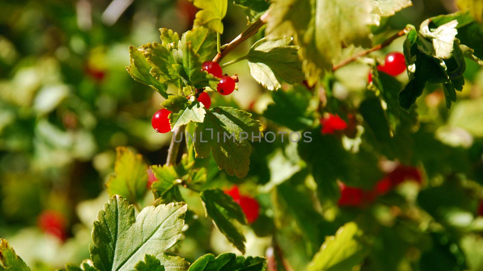Cherry-red in green leaves. by dariya64
