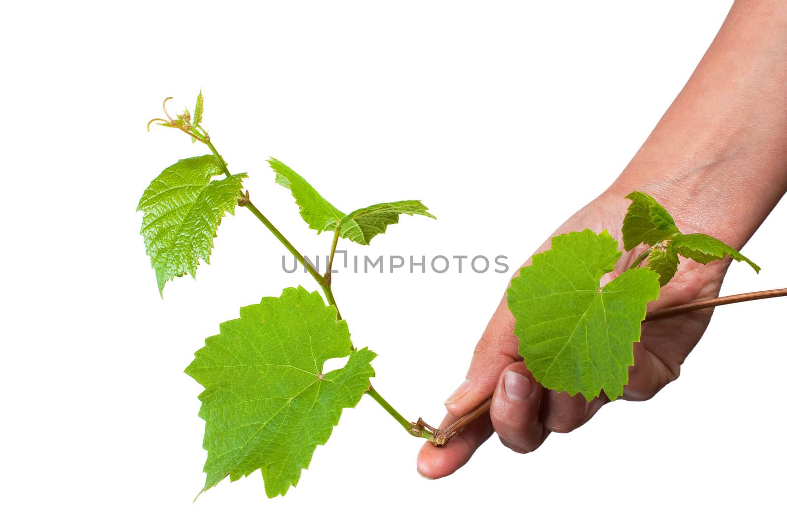 green grape germ in hand Isolated on white background