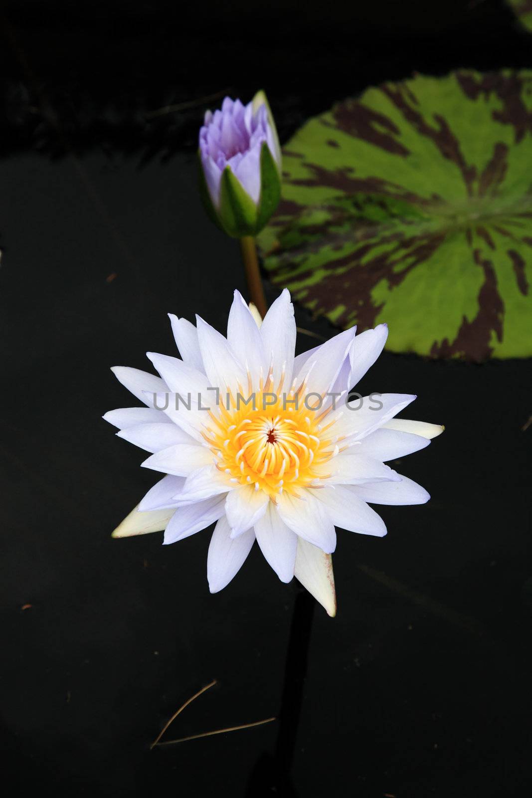 a water lily displayed in a botanical garden USA