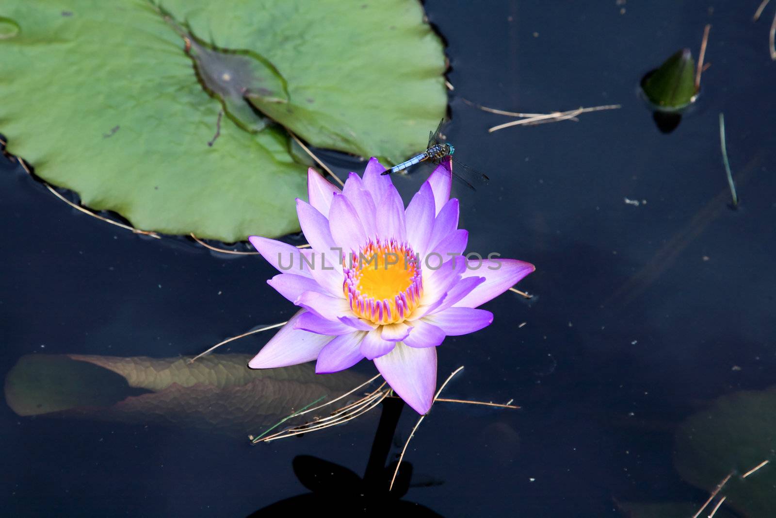 a water lily displayed in a botanical garden by gary718