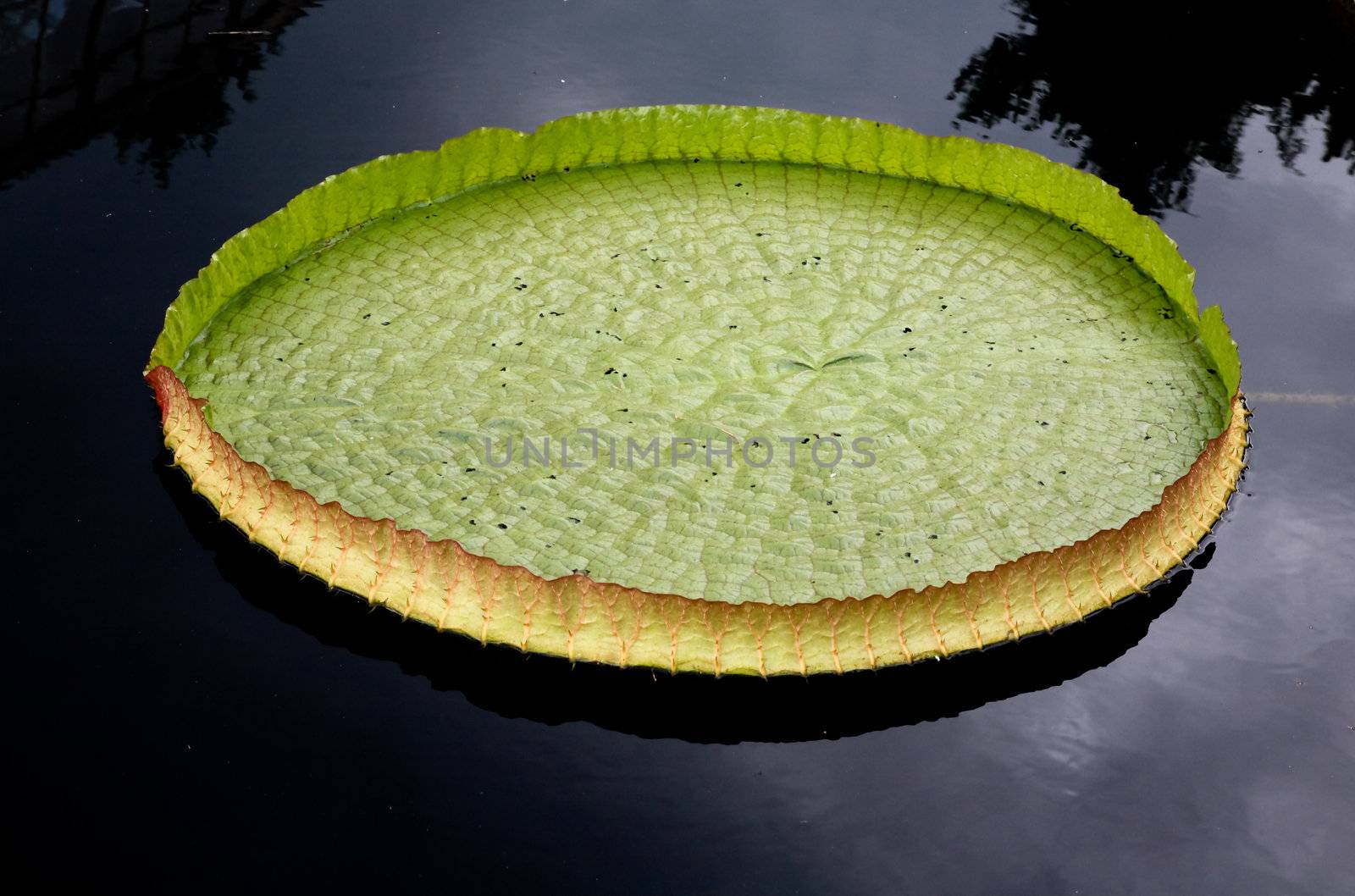 a water lily displayed in a botanical garden by gary718