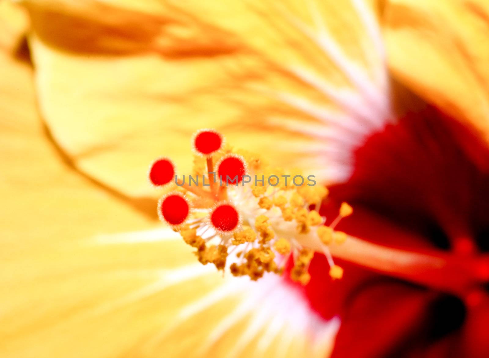 a flower displayed in a botanical garden USA