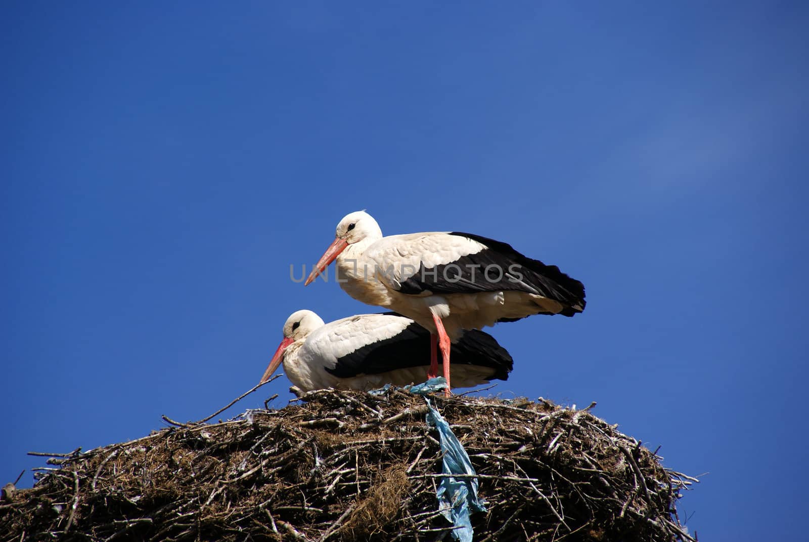 Storks by andrei_kolyvanov