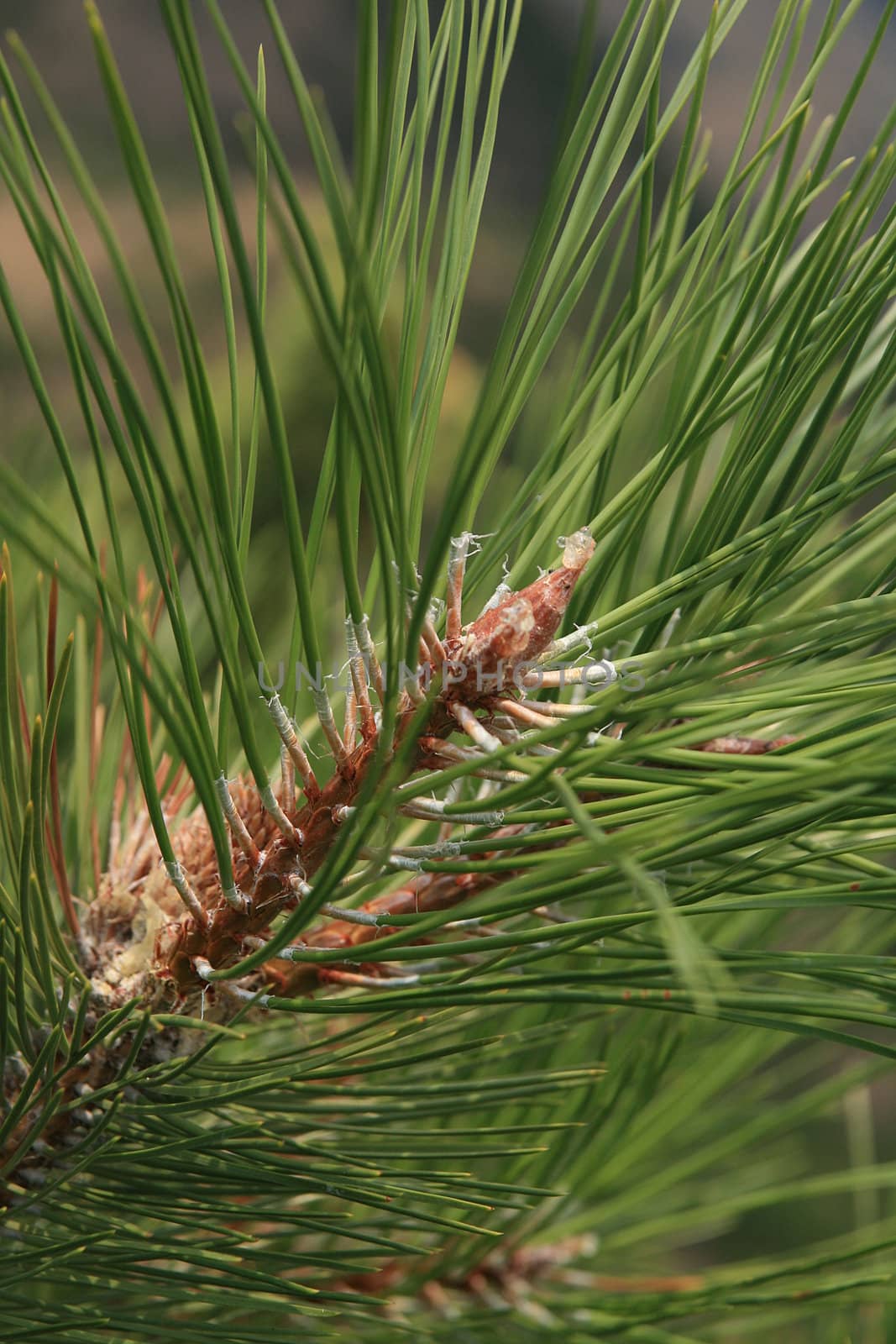 macro of green pine needles