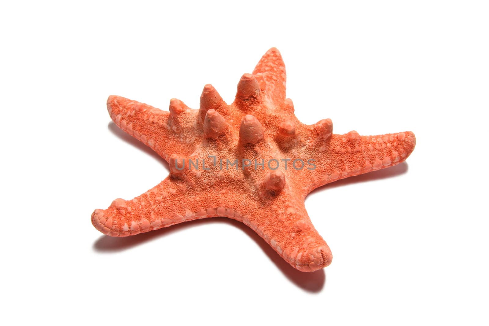 red starfish on white background