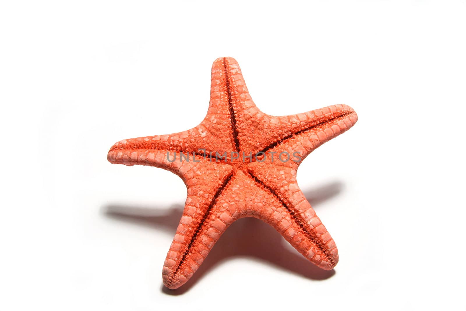 red starfish on white background
