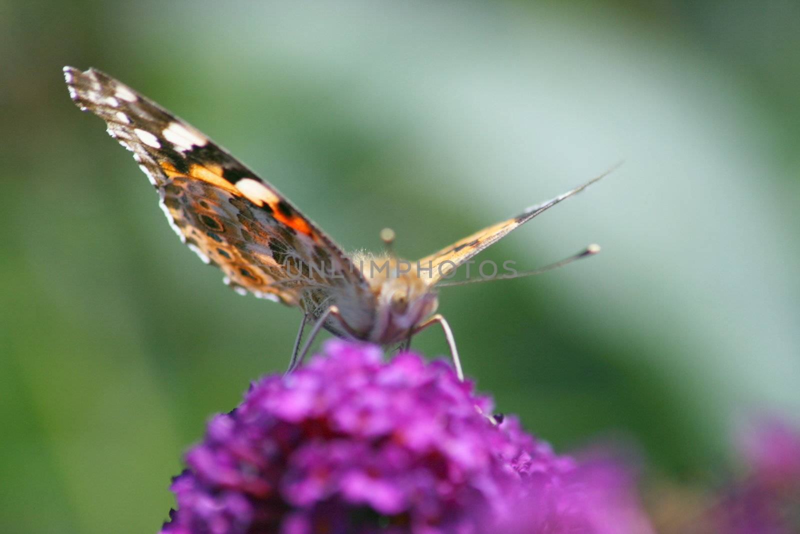 Diestelfalter ("Vanessa cardui")beim Nektar saugen	
Thistle butterfly (Vanessa cardui) suck the nectar