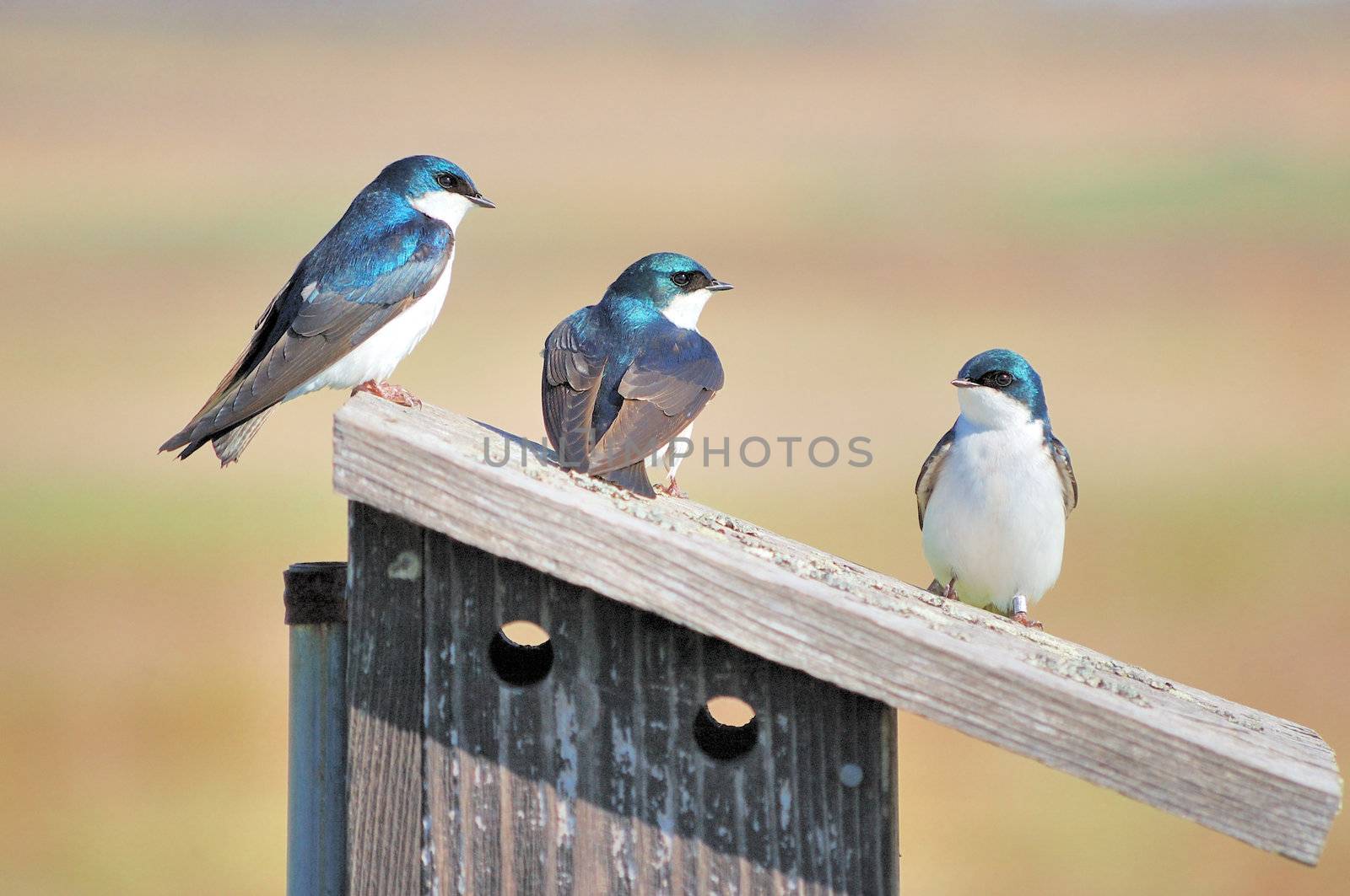 A trio of tree swallows perched on a nesting box singing to each other.