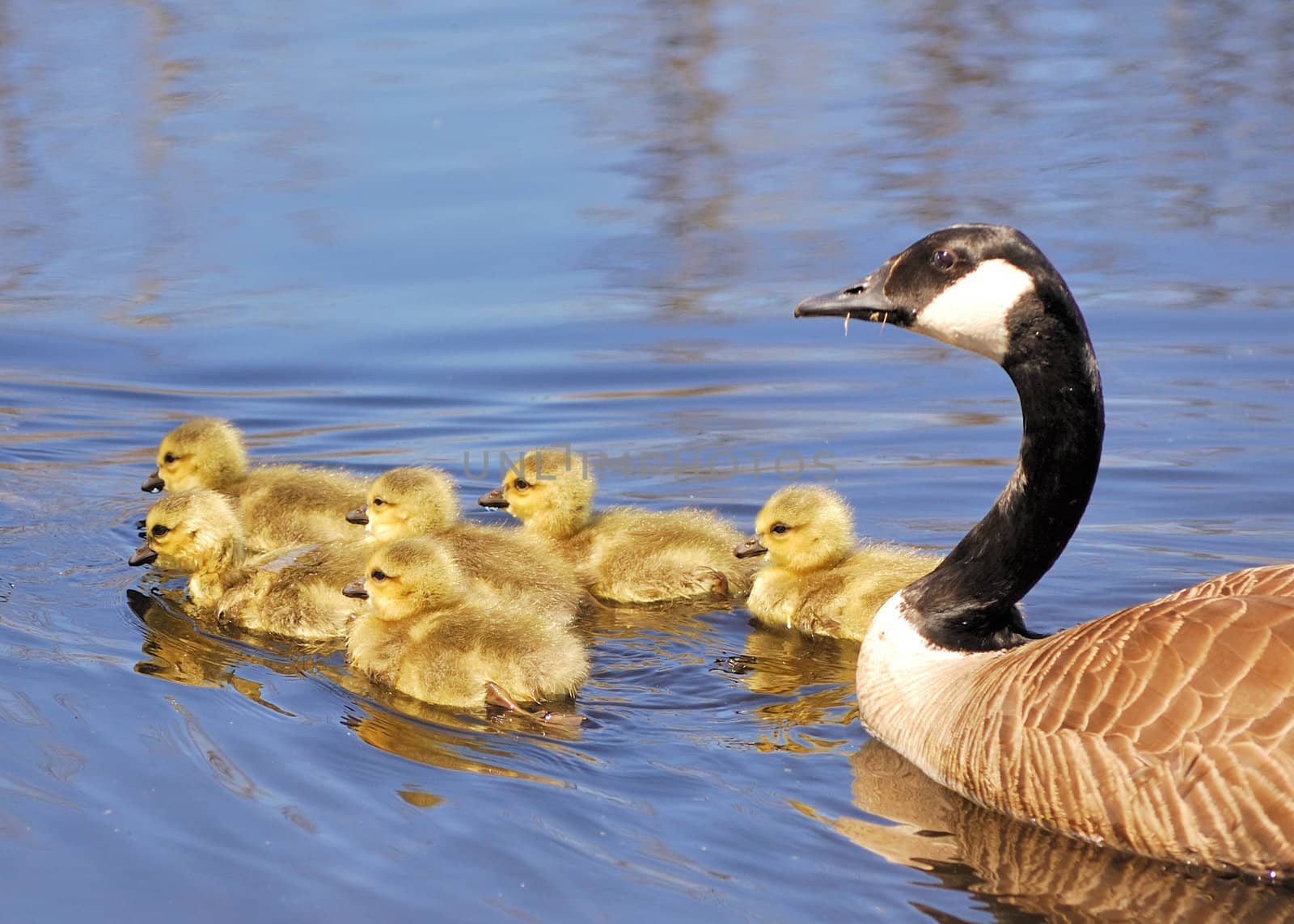 Canada goose goslings swimming in a pond with the mother behind them.