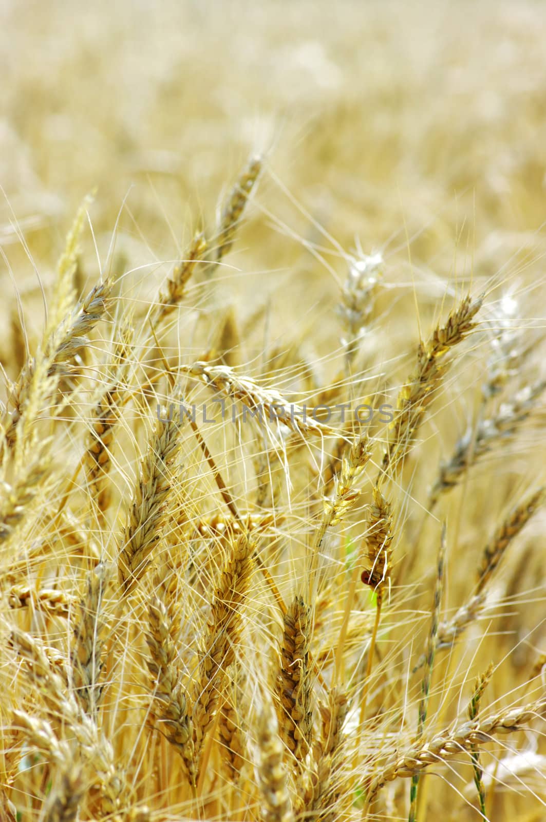 Golden wheat on the plant.