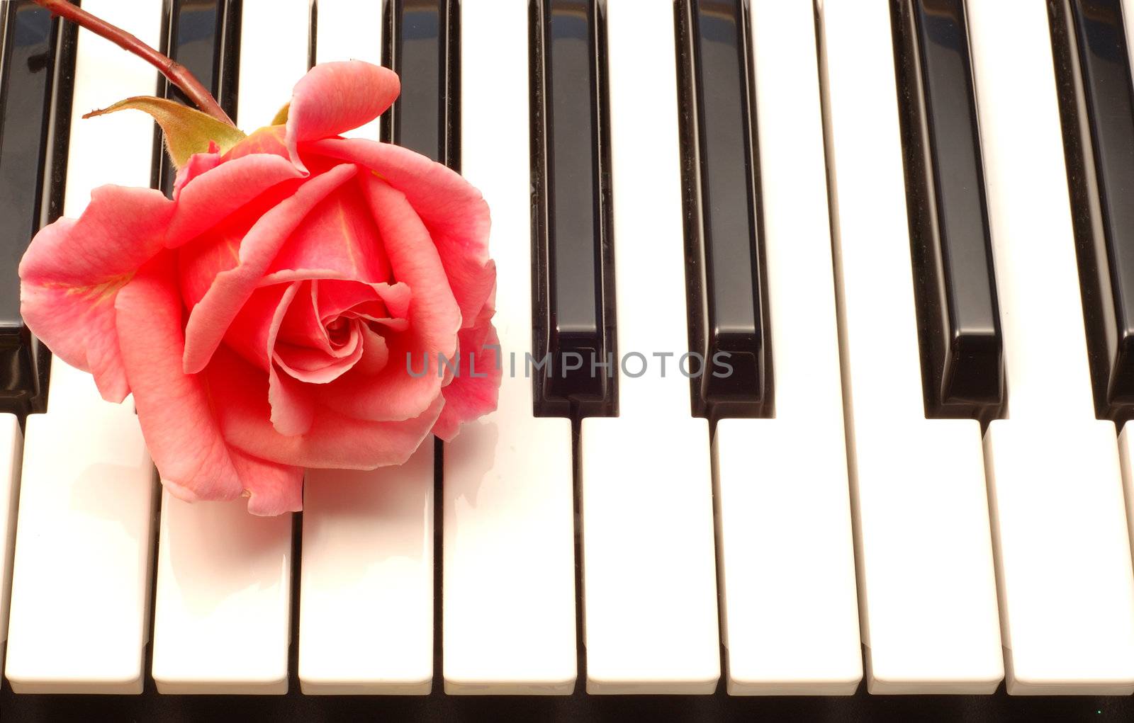 Red rose on Piano