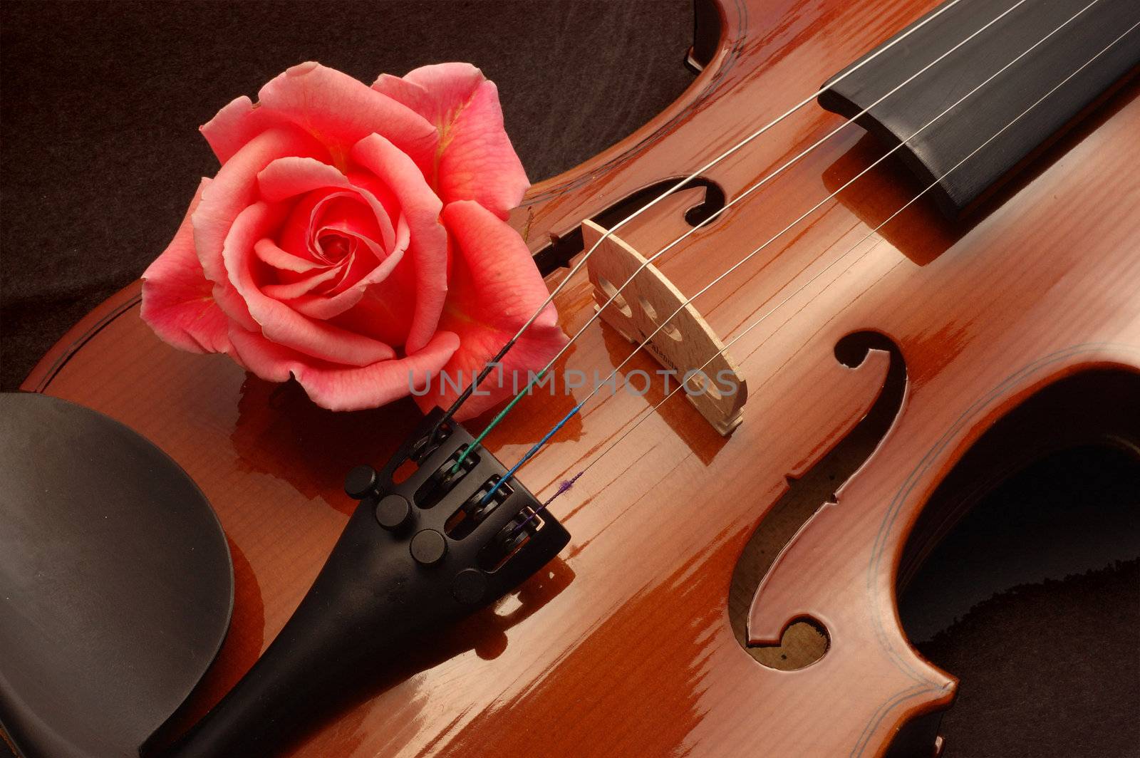 Large pink rose on a Violin