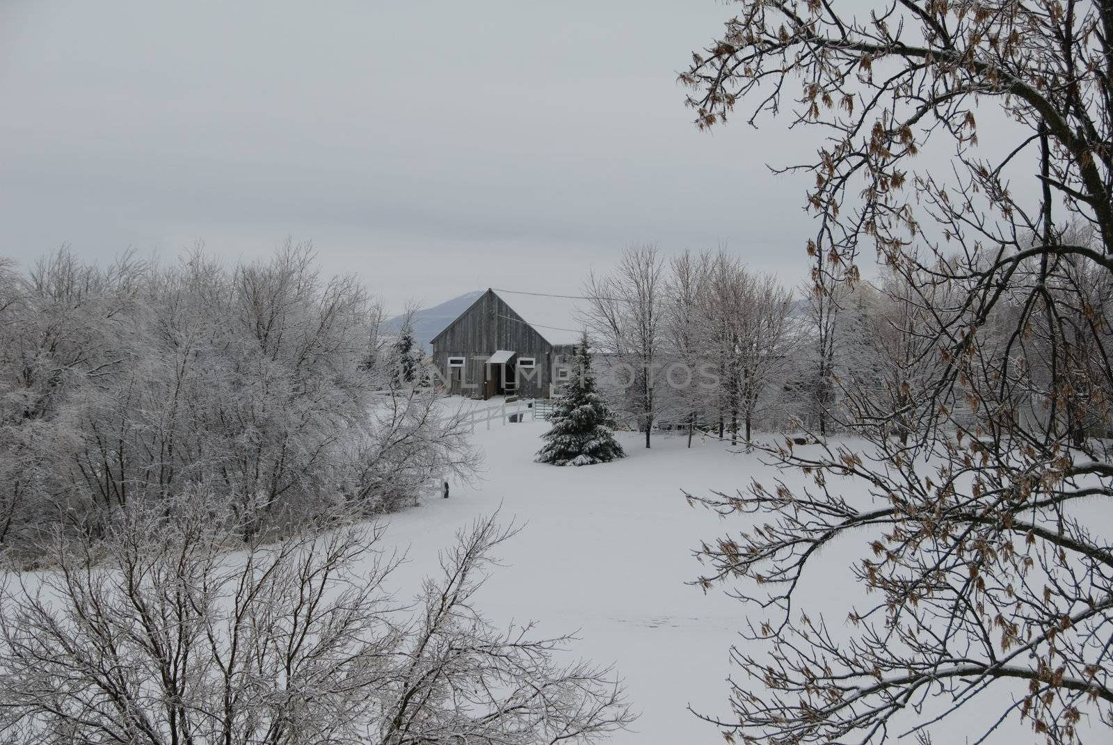 Winter scene showing fresh snow in a back country field