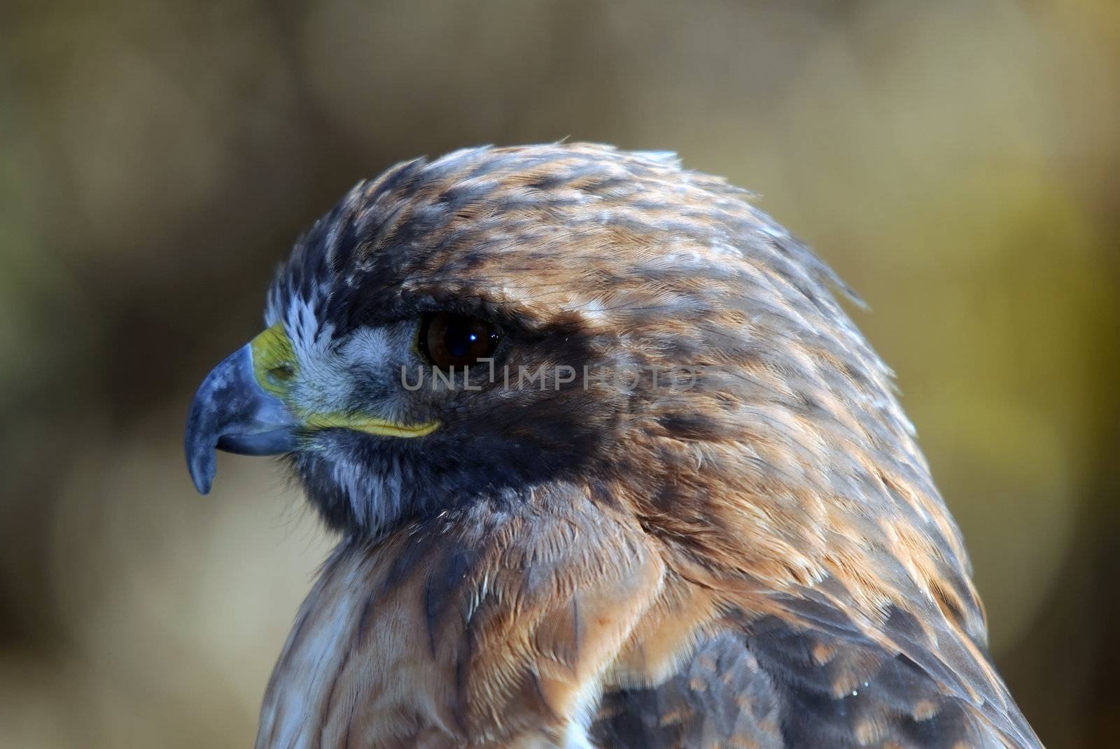 Close-up portrait on a Red-tailed Hawk on a sunny day