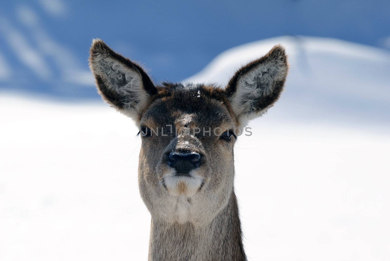 White-tailed deers in winter