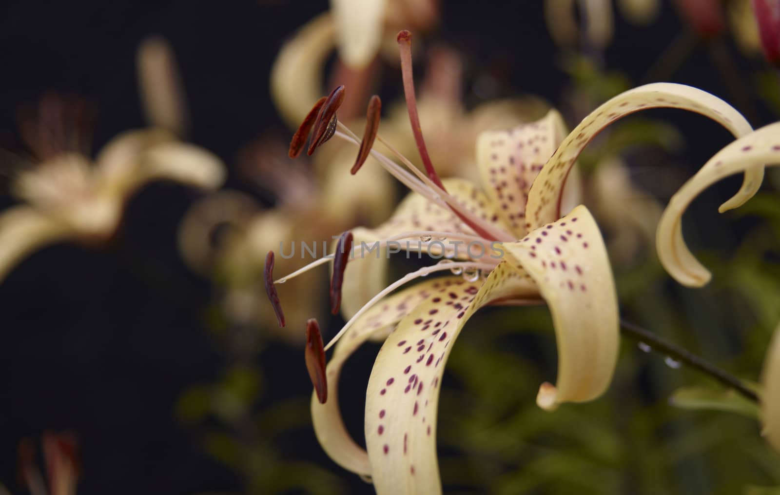 Macro shot blooming lily flower. Black background