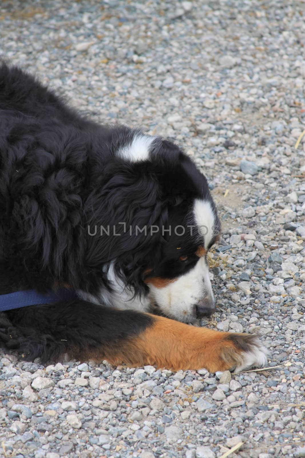 Close up of a Bernese Mountain Dog in a park.