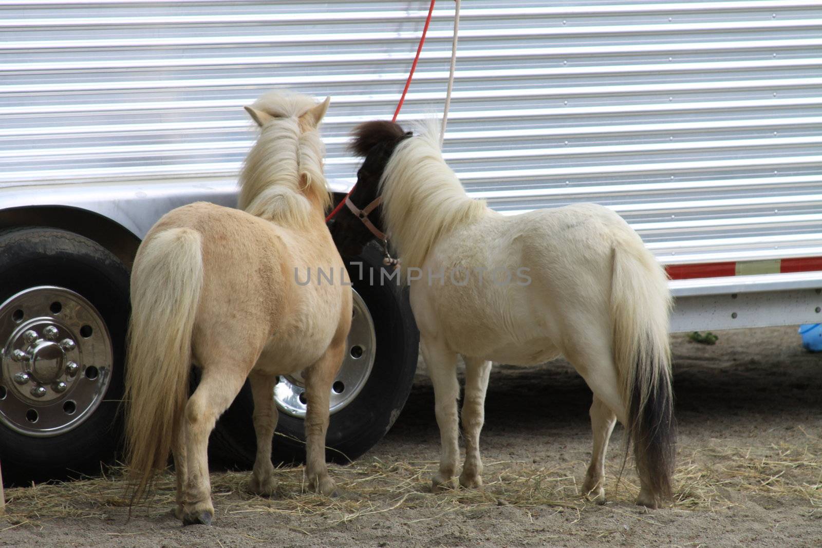 Miniature horses at the farm on a sunny day.