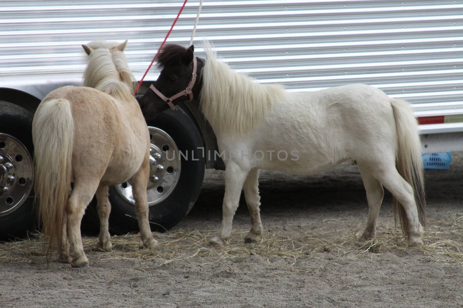 Miniature horses at the farm on a sunny day.