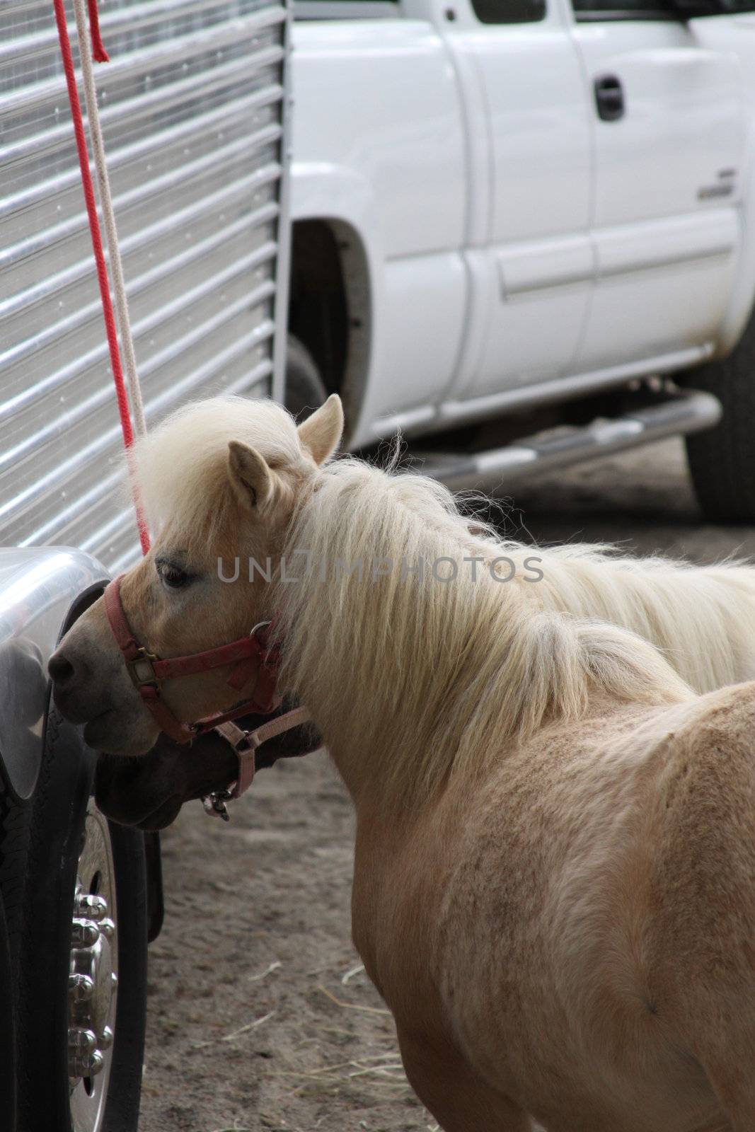 Miniature horses at the farm on a sunny day.